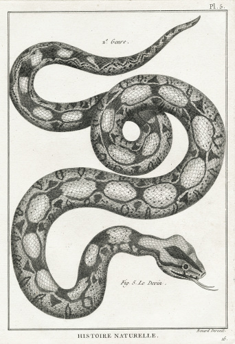 istock Serpent, Plate 5 115737990