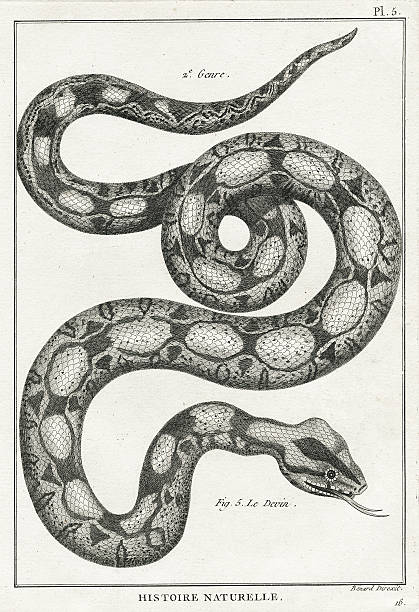 Serpent, Plate 5 vector art illustration