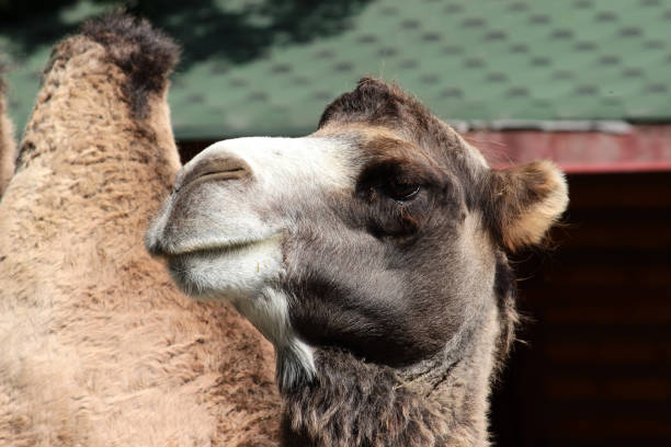 istock Camel portrait closeup in a zoo. 1157380287