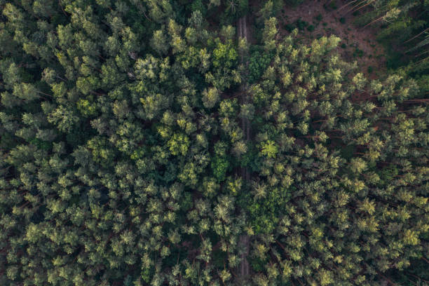 istock Top down photo of the forest. 1157381358