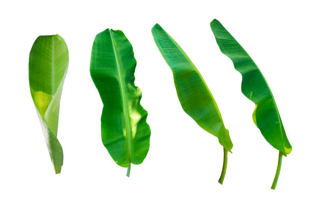 istock Set of banana leafs on white isolated background. 1157383327