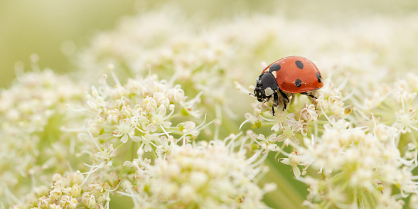 little funny ladybird eating pollen or nectar on a white bushy flower blooming in a summer field or on a meadow