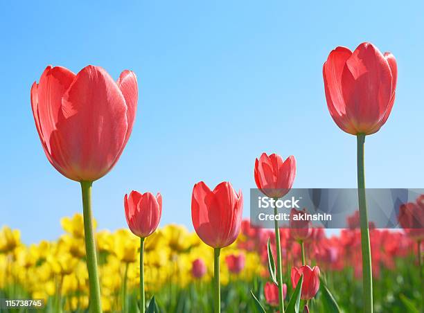 Tulipany - zdjęcia stockowe i więcej obrazów Bez ludzi - Bez ludzi, Czerwony, Fotografika