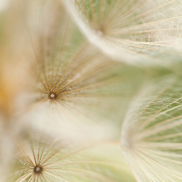 istock tender web of plant seeds 1157388628