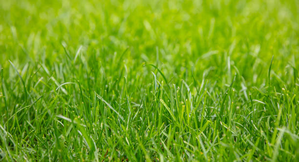 istock Green grass background, texture, sunny spring day. Close up view 1157389937