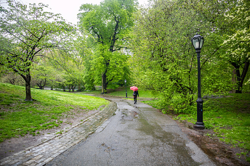 Spring rain in Central Park, New York city. Woman walking on a path holding a red color umbrella
