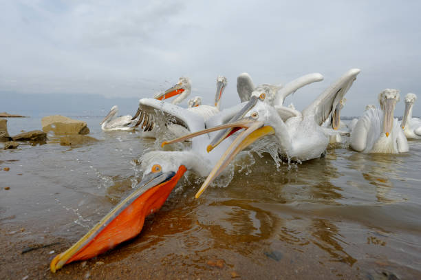 istock Dalmatian pelican fishing (Pelecanus crispus) 1157391429