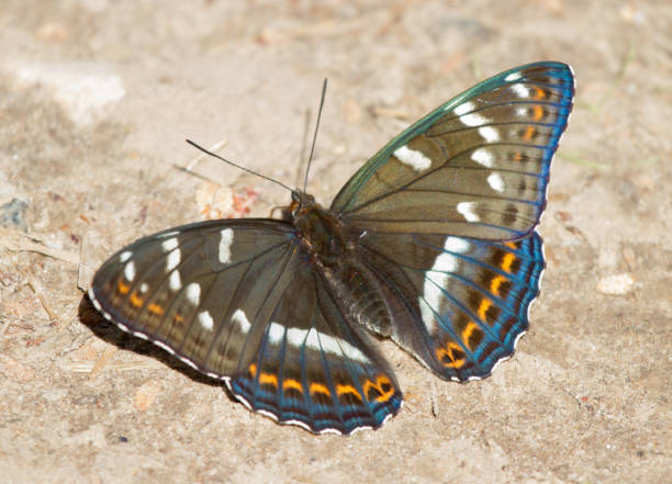 istock Poplar admiral (Limenitis populi) butterfly on the ground 1157392372
