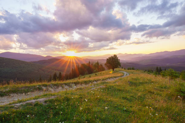 istock Landscape with lonley tree and dirt road at summer sunset. 1157393235
