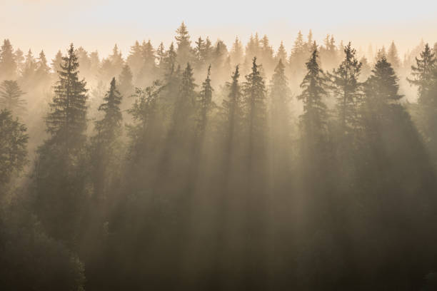 istock Sun rays through pine forest in morning fog. 1157393796