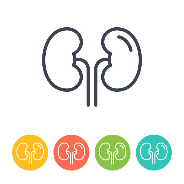 Kidneys Nephrology Icon - Thin Line Vector. Health and Medicine vector art illustration