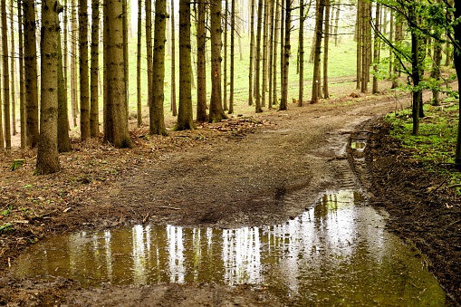 Puddle in the forest in the middle of a way, reflecting the surrounding tree trunks. Focus on the foreground, trunks and meadows in the back. Way leading into the forest. No persons. Space for text.