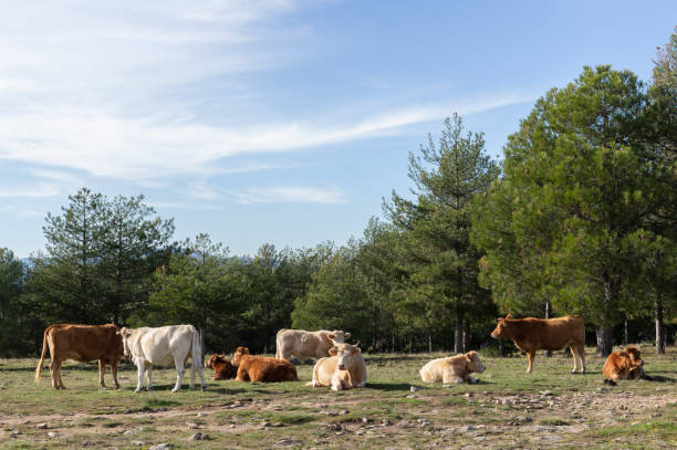 istock Cows resting in a meadow surrounded by pine trees 1157397044