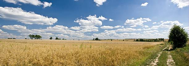 귀리 필드 - oat field plant cirrocumulus 뉴스 사진 이미지