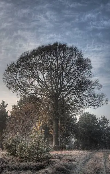 Photo of Tilia tree and cross
