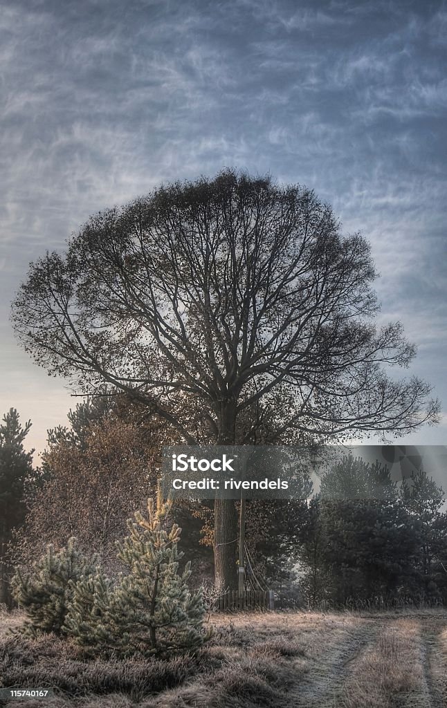 Tilia árvore e cross - Foto de stock de Abstrato royalty-free