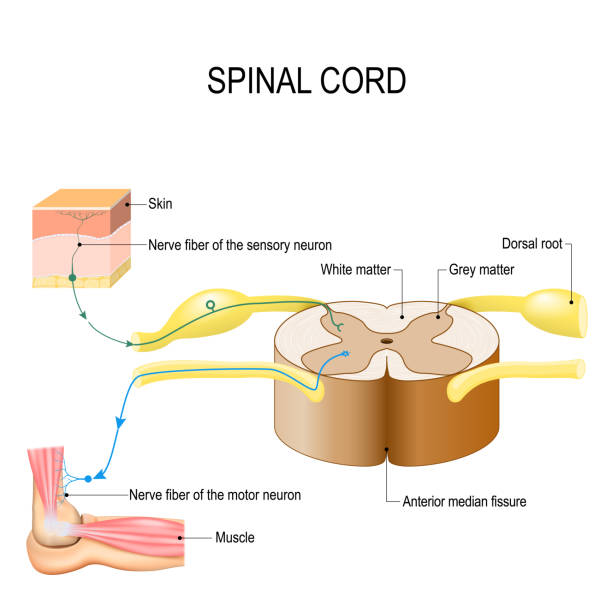 illustrazioni stock, clip art, cartoni animati e icone di tendenza di midollo spinale. arco riflesso (percorso neurale) - sensory perception human nervous system healthcare and medicine nerve cell