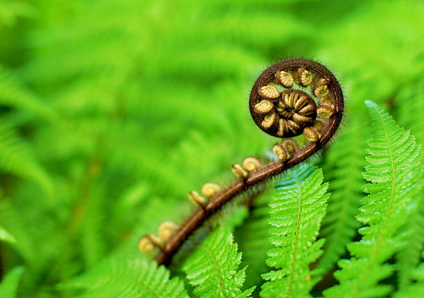 New Frond stock photo