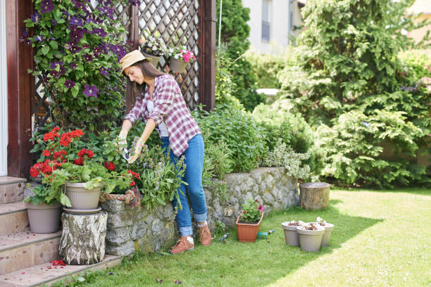 istock Woman pruning flowers in backyard. 1157406140