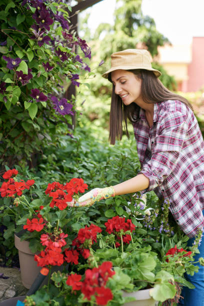 istock Woman pruning flowers in backyard. 1157406349
