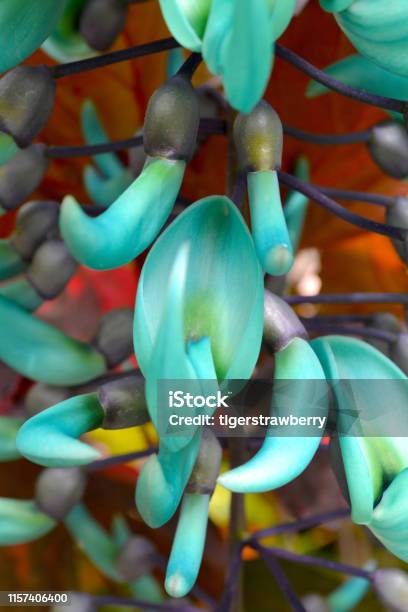 Planta De Flores Exóticas Flor De La Vid De Jade Azul Verde Colorido Gradiente Follaje Tropical Fondo Natural Suave Foto de stock y más banco de imágenes de Abstracto - iStock Planta De Flores Exóticas Flor De La Vid De Jade Azul Verde Colorido Gradiente Follaje Tropical Fondo Natural Suave Foto de stock y más banco de imágenes de Abstracto - iStock