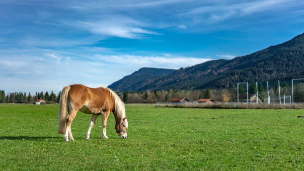 Healthy Horse In Lush Green Pasture
