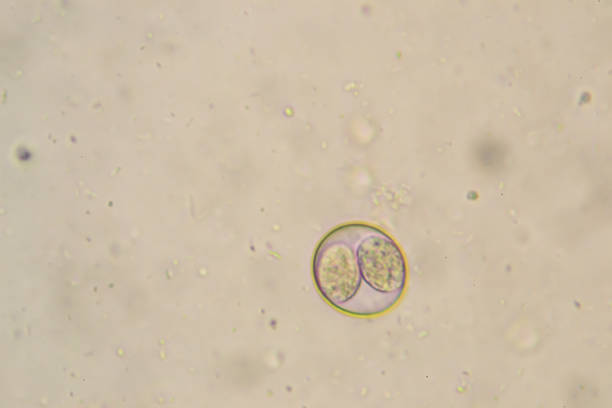 Sporulated oocyst of Eimeria/Isospora isolated from infected samples of a Labrador retriever puppy Sporulated oocyst of Eimeria/Isospora isolated from infected samples of a Labrador retriever puppy animal zygote stock pictures, royalty-free photos & images