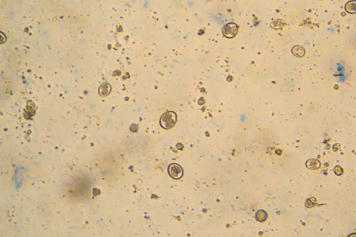 sporulated oocysts of Eimeria/Isospora isolated from infected samples of a Labrador retriever puppy