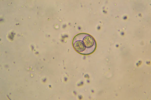 Sporulated oocyst of Eimeria/Isospora isolated from infected samples of a Labrador retriever puppy Sporulated oocyst of Eimeria/Isospora isolated from infected samples of a Labrador retriever puppy animal zygote stock pictures, royalty-free photos & images