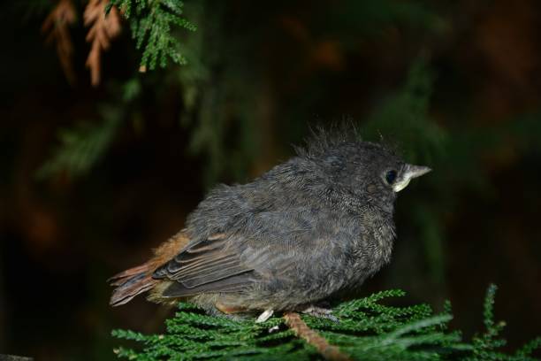istock Black Redstart young bird sits from the side on branch in a hedge 1157411888