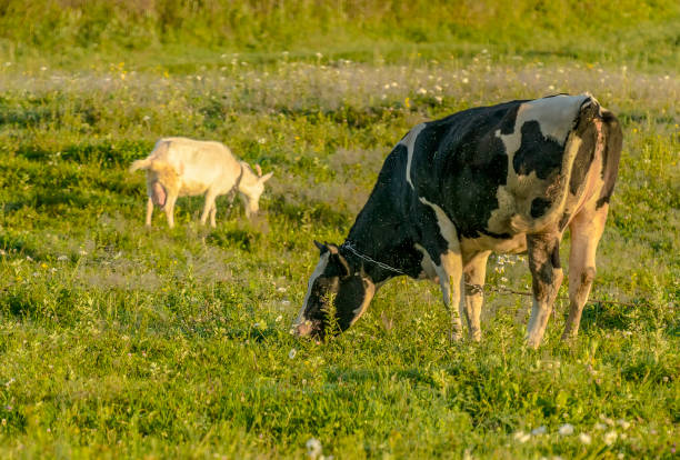 krowa pasąc się na łące wcześnie rano w pobliżu wsi. - pasąc zdjęcia i obrazy z banku zdjęć