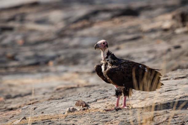 istock red headed vulture or sarcogyps calvus or pondicherry vulture close up with expression sitting on rocks at Ranthambore Tiger Reserve National Park , Rajasthan, india 1157414047