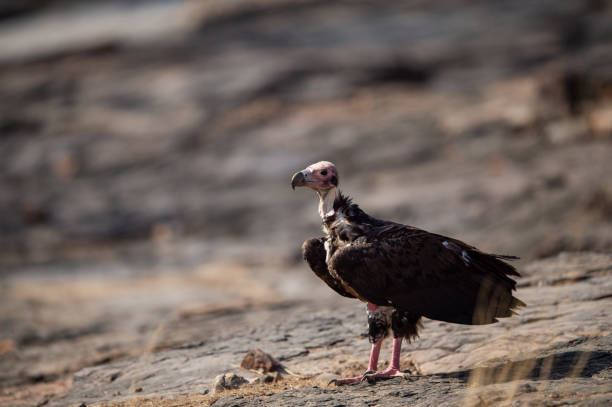 istock red headed vulture or sarcogyps calvus or pondicherry vulture close up with expression sitting on rocks at Ranthambore Tiger Reserve National Park , Rajasthan, india 1157414064