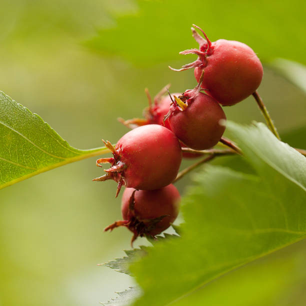branche d'aubépine avec la baie rouge et les feuilles vertes - uncultivated autumn berry fruit branch photos et images de collection