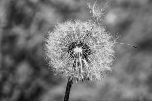 istock blowball black and white 1157415178