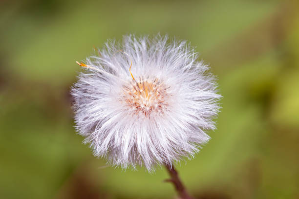 istock coltsfoot - Tussilago farfara 1157421292