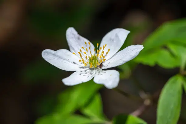 closeup view of a blooming thimbleweed