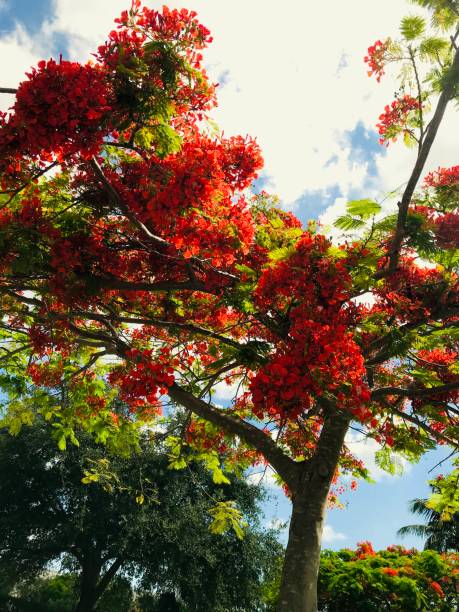 istock close up beautiful tropical tree with red blossoms 1157422039