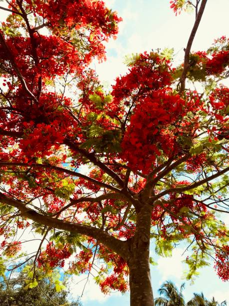 istock close up beautiful tropical tree with red blossoms 1157422068