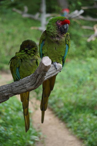 Two Great Green Mccaws Two Great Green Mccaws sitting on a branch. mccaws stock pictures, royalty-free photos & images