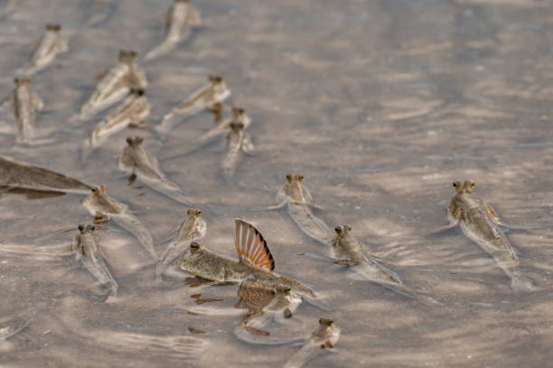 istock Mudskippers in shallow water at national park 1157423063