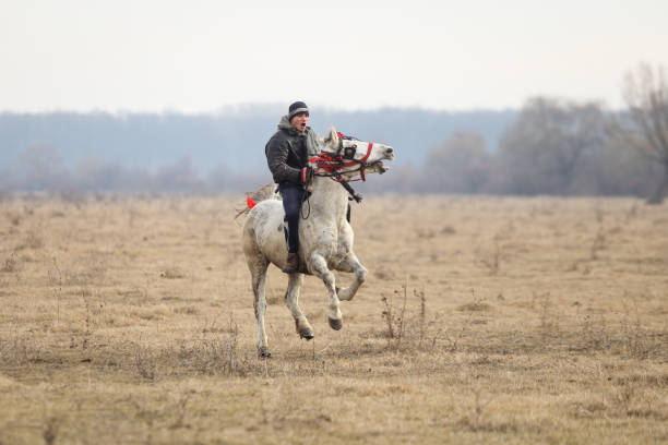 Close up of brown horse heads pulling a cart with head harness