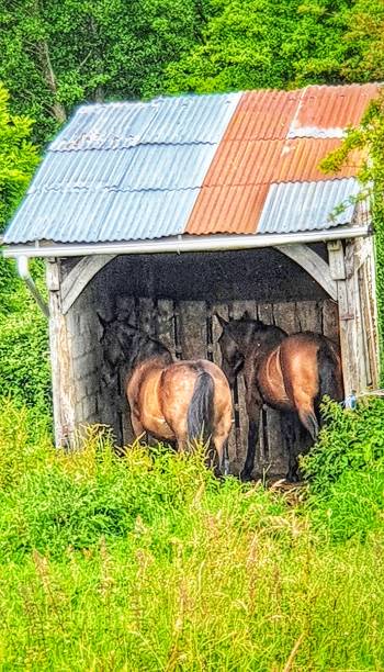 istock Two horses whose rumps are seen, sheltered in a small building in the countryside 1157424394