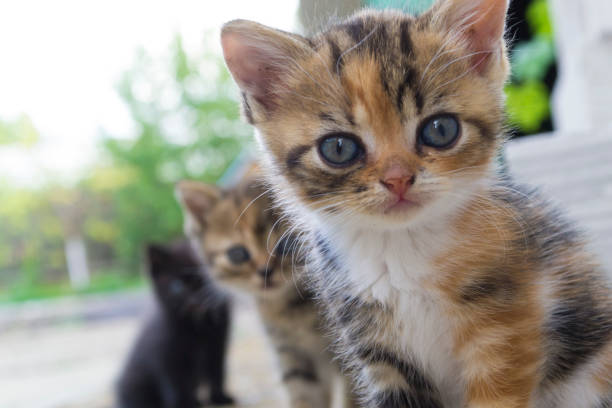 istock Three little curious kittens are playing outdoors 1157424528