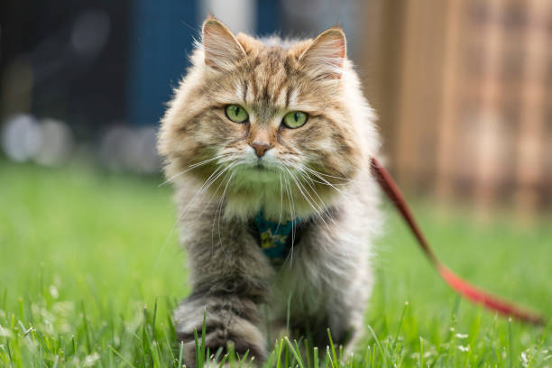 chat de tabby marchant dans l'herbe - chat sibérien photos et images de collection