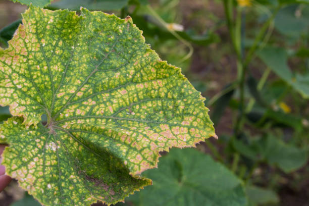 Cucumber leaf affected by spider mites. Cucumber leaf affected by spider mites. yellow spider stock pictures, royalty-free photos & images