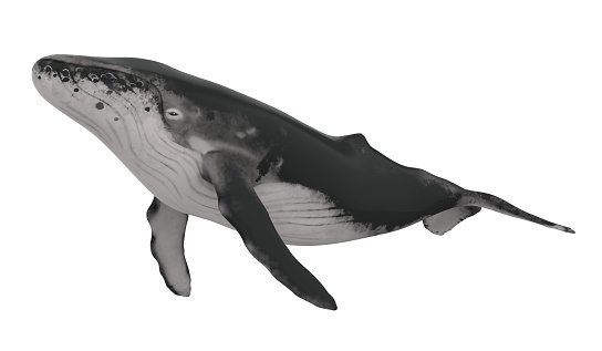 Whale isolated on white background. 3D render
