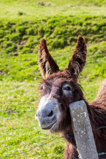istock Beautiful donkey on sunny day. Close-up. 1157426905