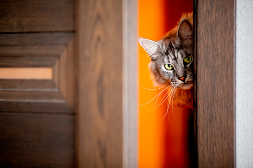 the cat peeks in the door.