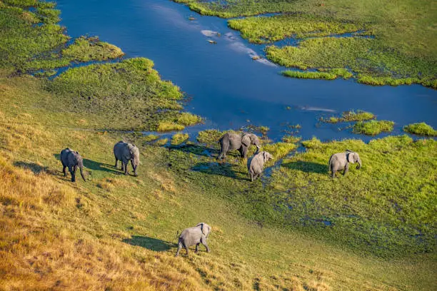 Aerial view of a group of African elephants (Loxodonta africana) in Khwai river, Moremi National Park in Okavango Delta, Botswana, Africa.